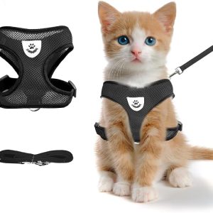 DFORD Summer cat Chest Harness and Leash